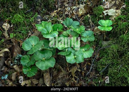 Little seedling of Beech (Fagus sylvatica) in it`s natural environment. Concept of growth. Stock Photo